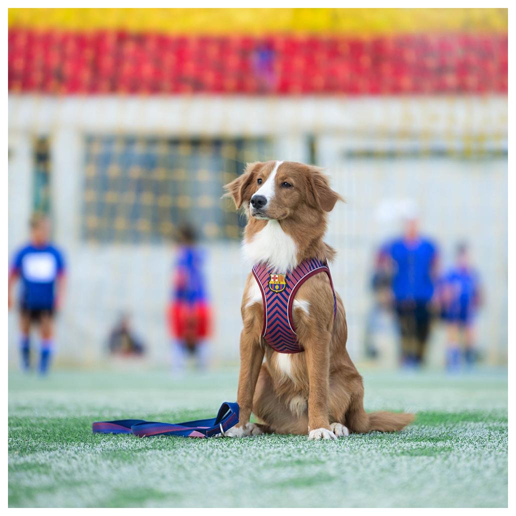 Peitoral Air Vest Max&Molly - Barcelona