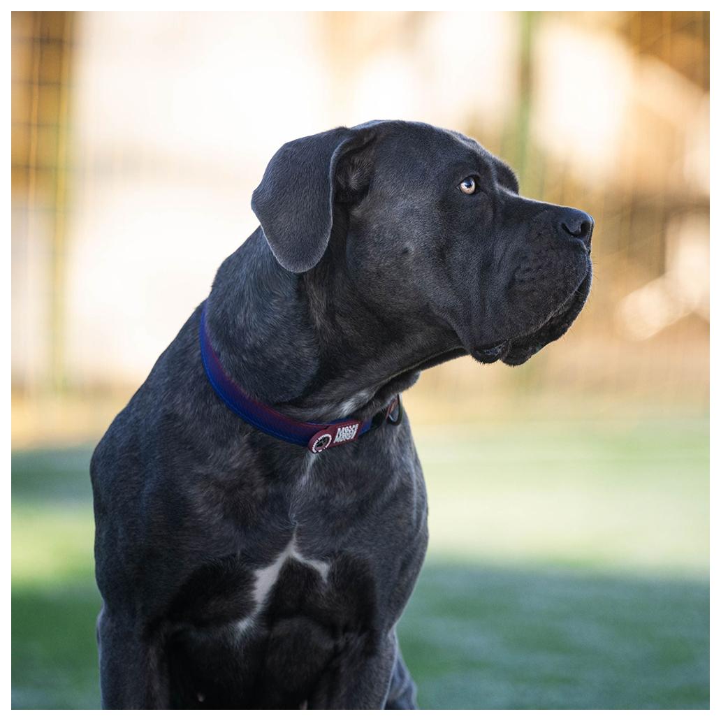 Coleira com ID Tag Max&Molly - Barcelona