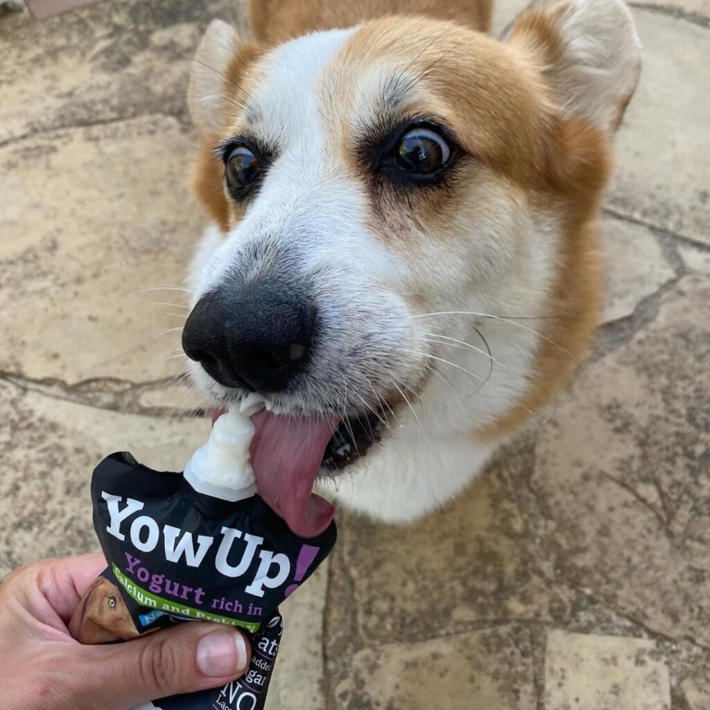 Iogurte para cães YowUp - Articular Frango