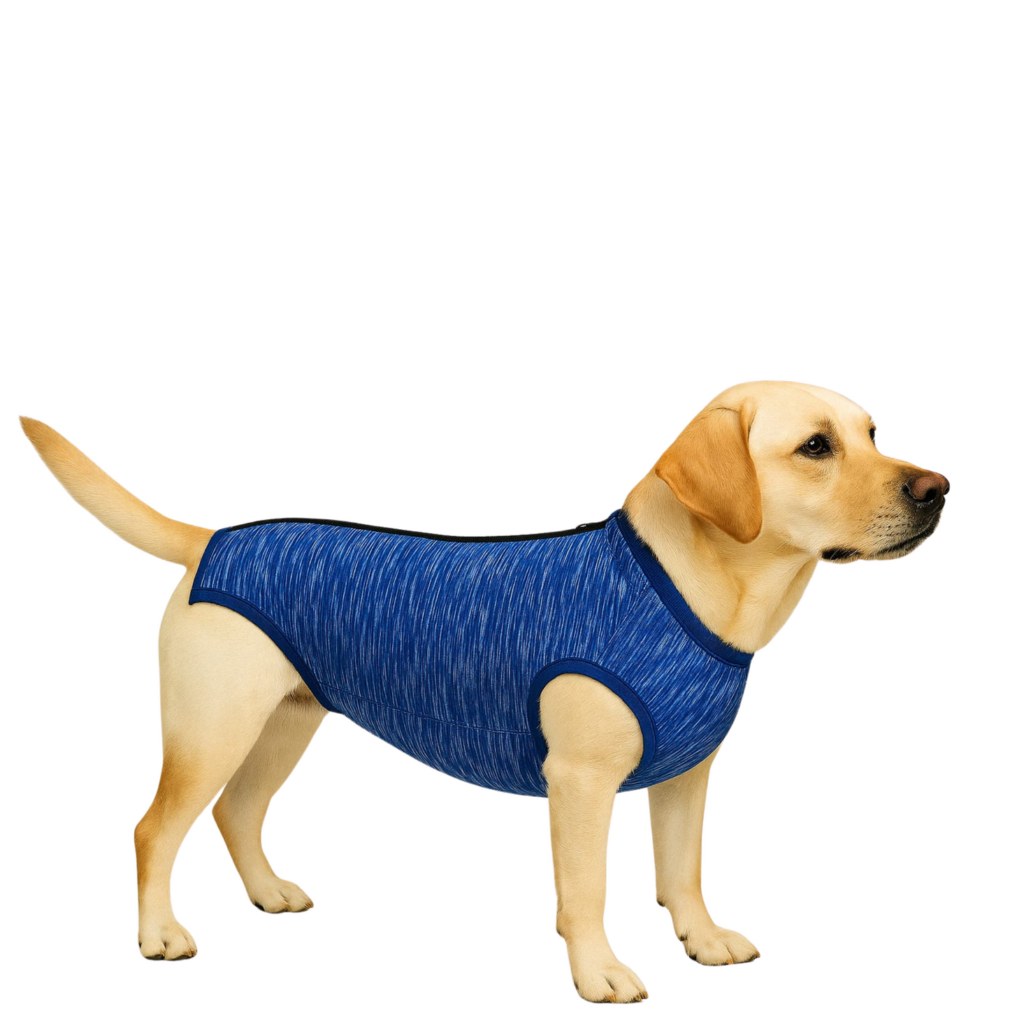 Body Pós-Cirurgia Cão Macho