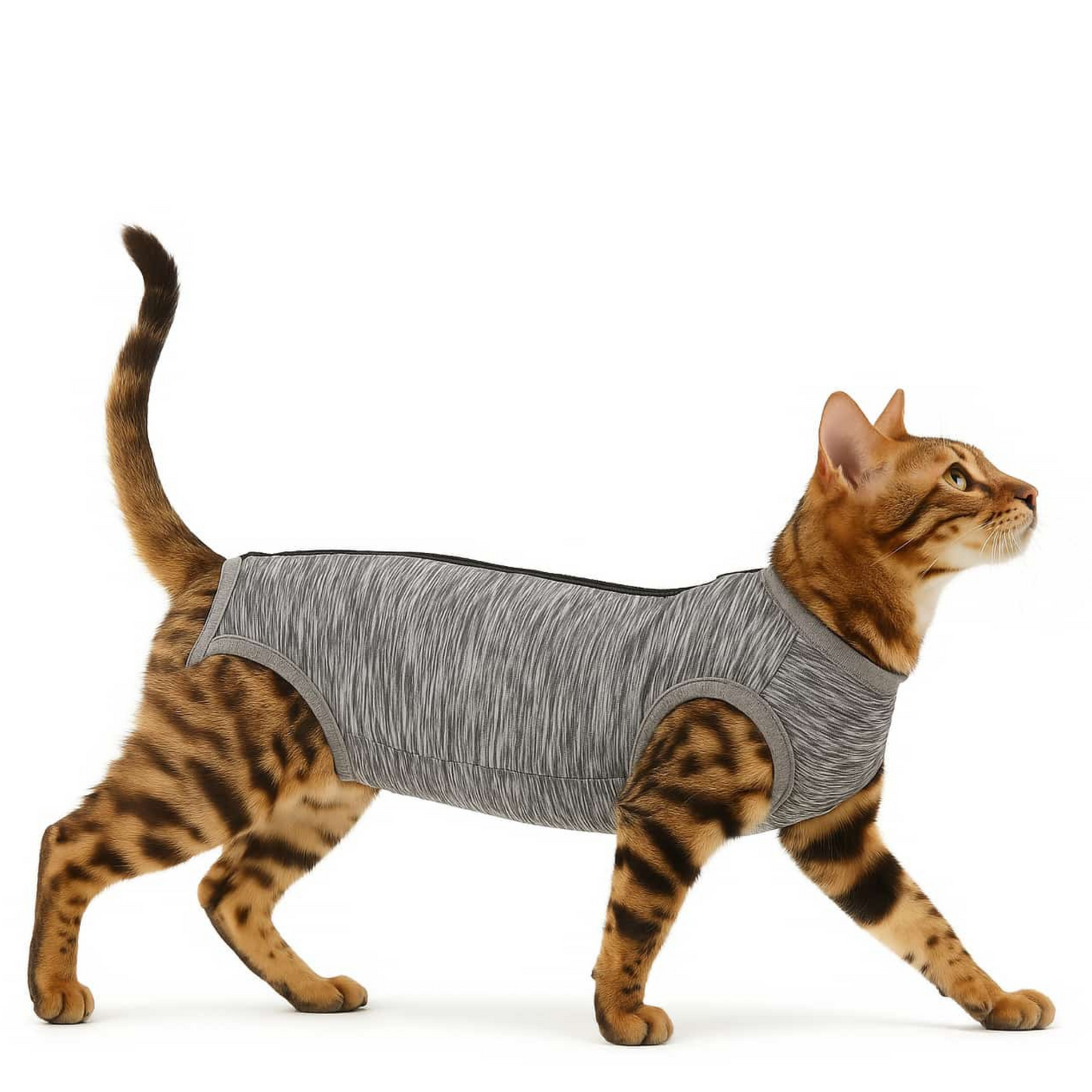 Body Pós-Cirurgia Gatos