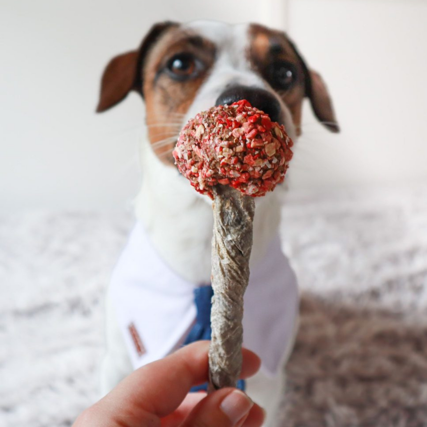 Cooka's Cookies - Lollipop de bacalhau e peru