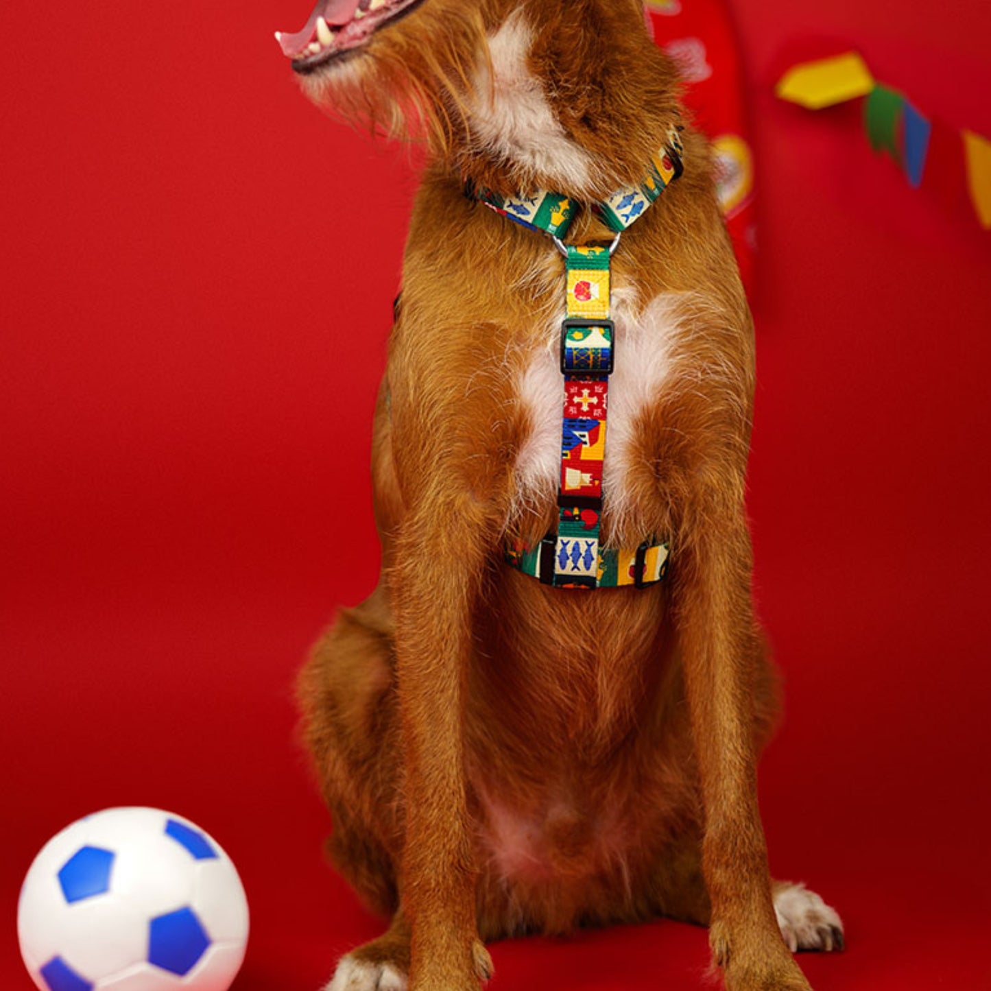 Dashi Arnês Back Harness para cães "Portucale" - Edição Especial