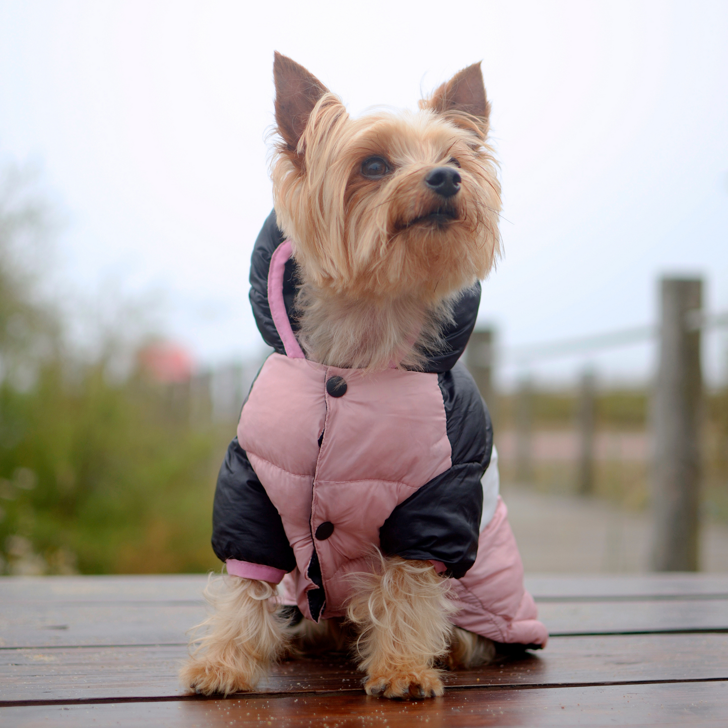 Dashi Anorak Stripes - Rosa e Preto