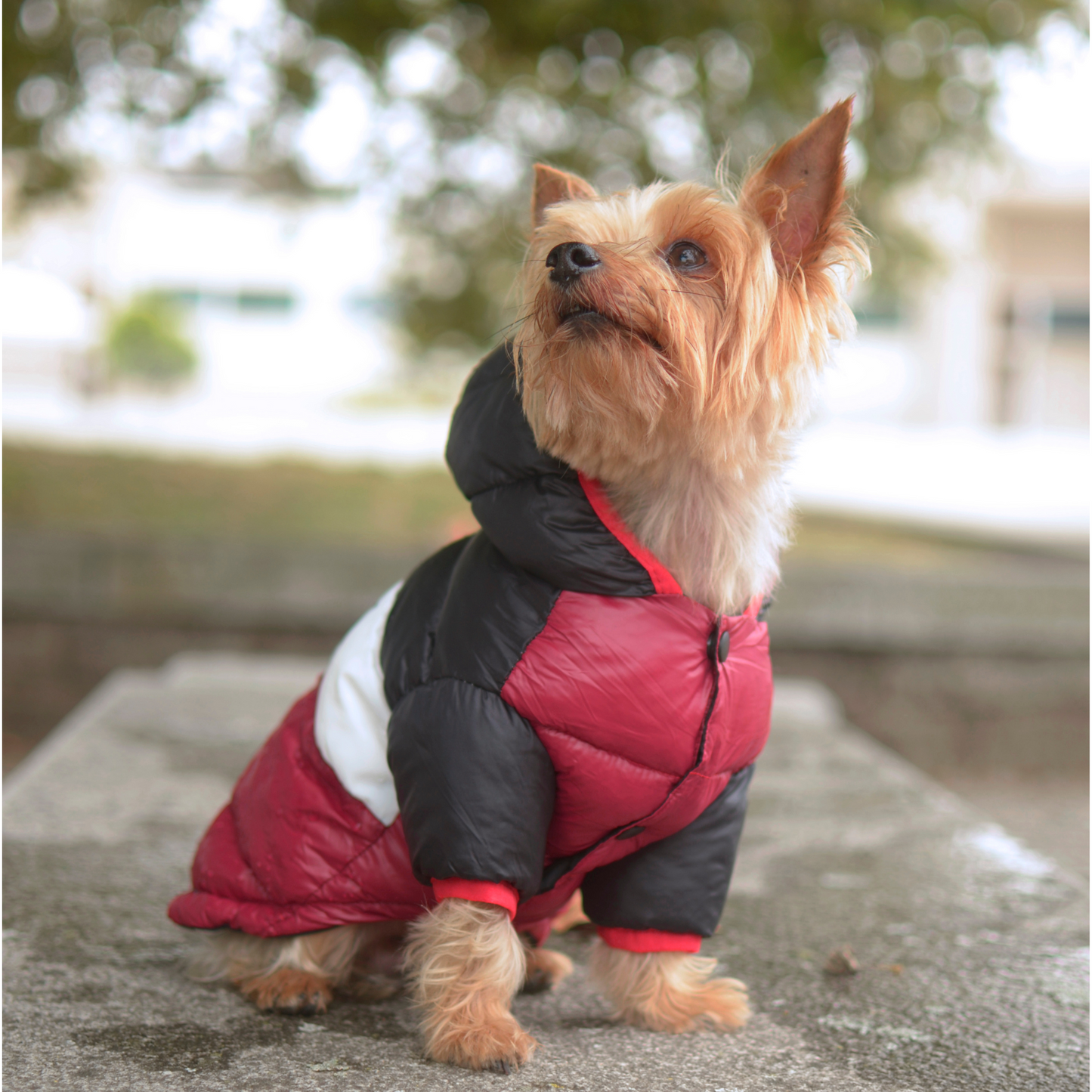 Dashi Anorak Stripes - Roxo e Preto