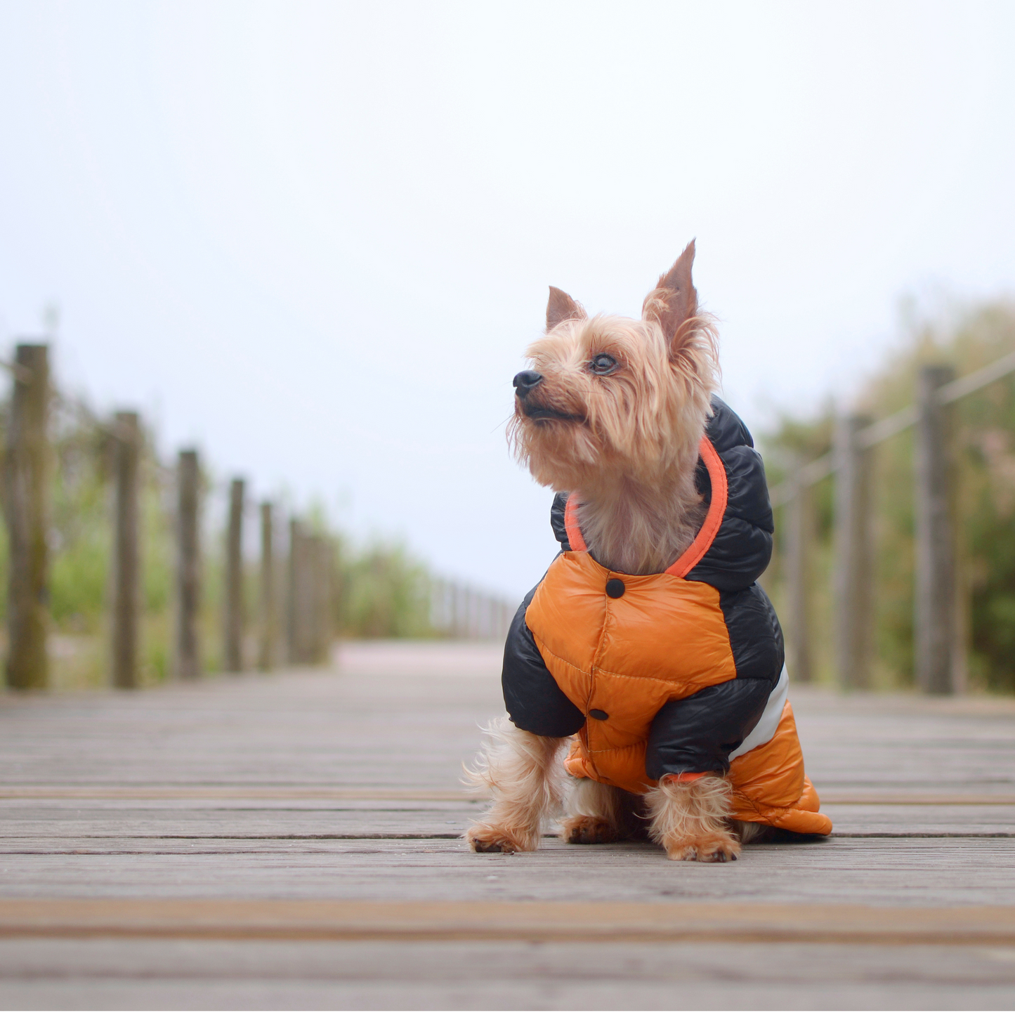 Dashi Anorak Stripes - Laranja e Preto