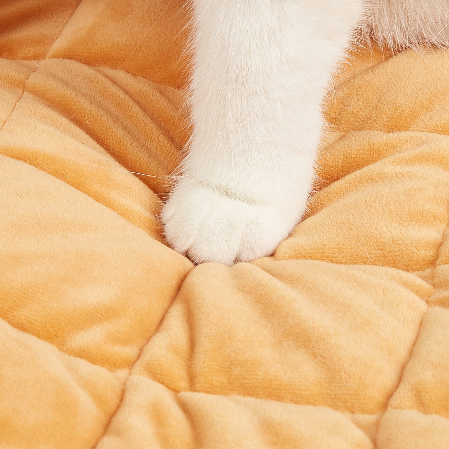 Cama Donut - FOFOS