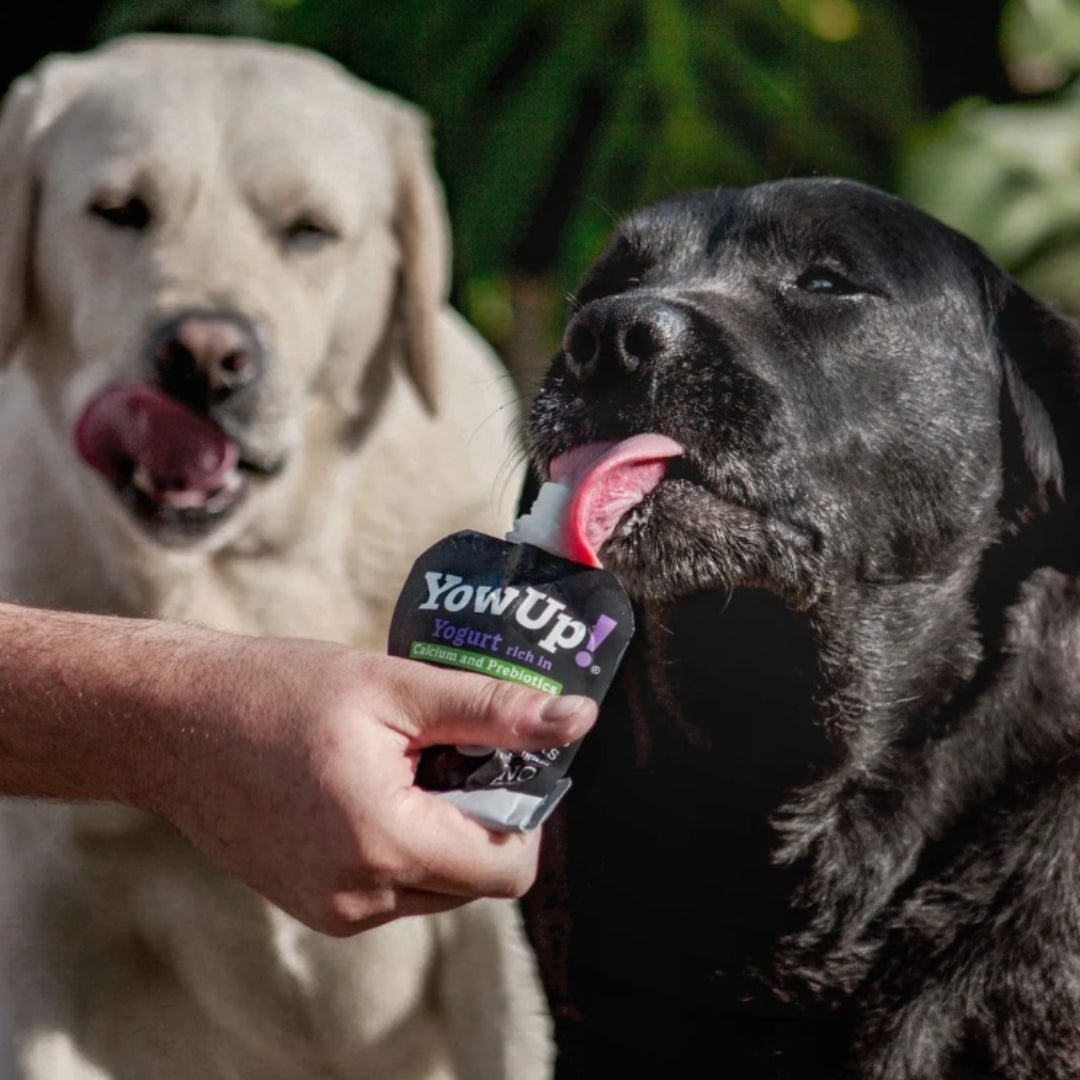 Iogurte para cães YowUp - Natural Prebiótico