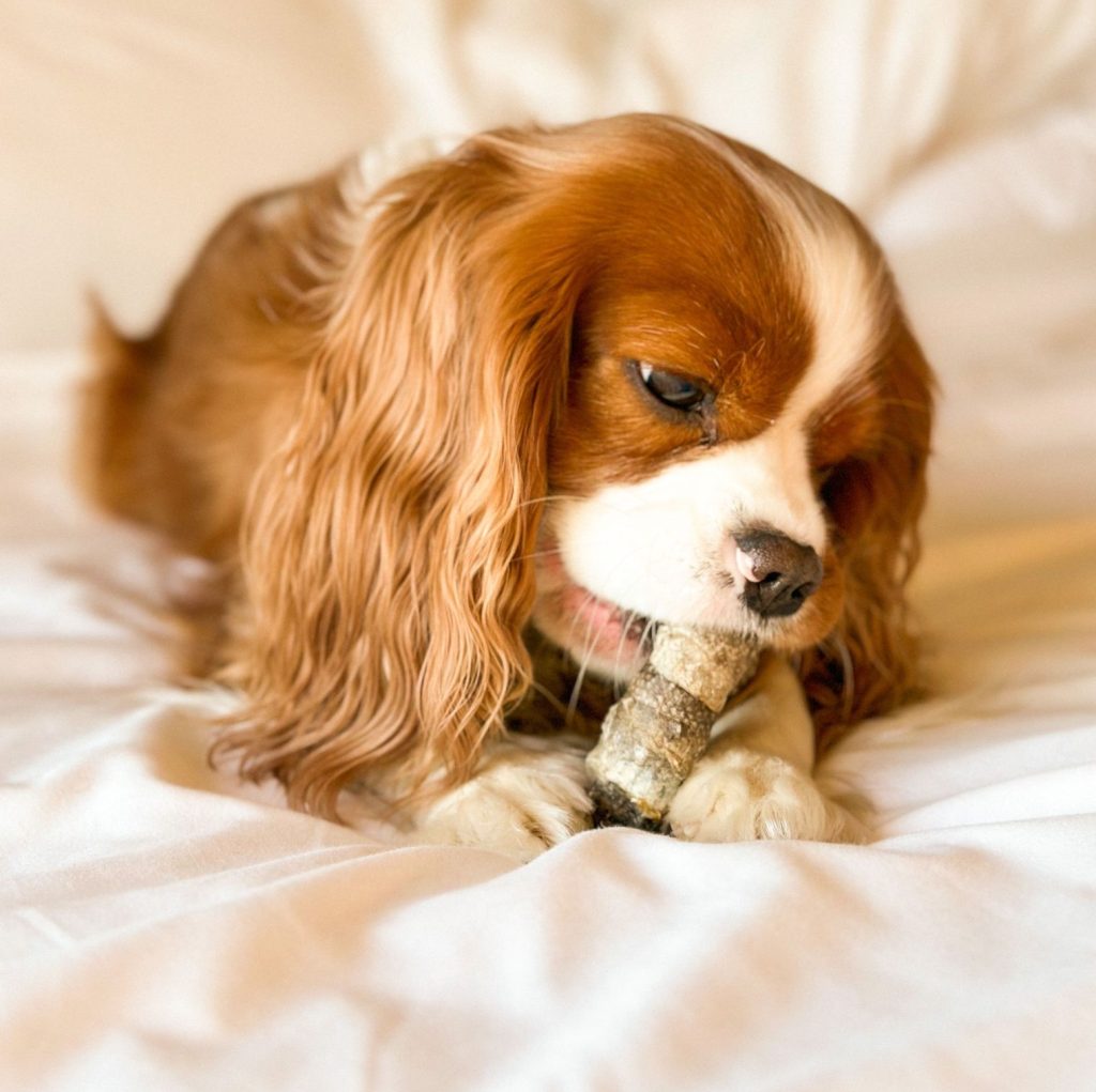 Cooka's Cookies - Life Saver - Delícias de bacalhau 70g