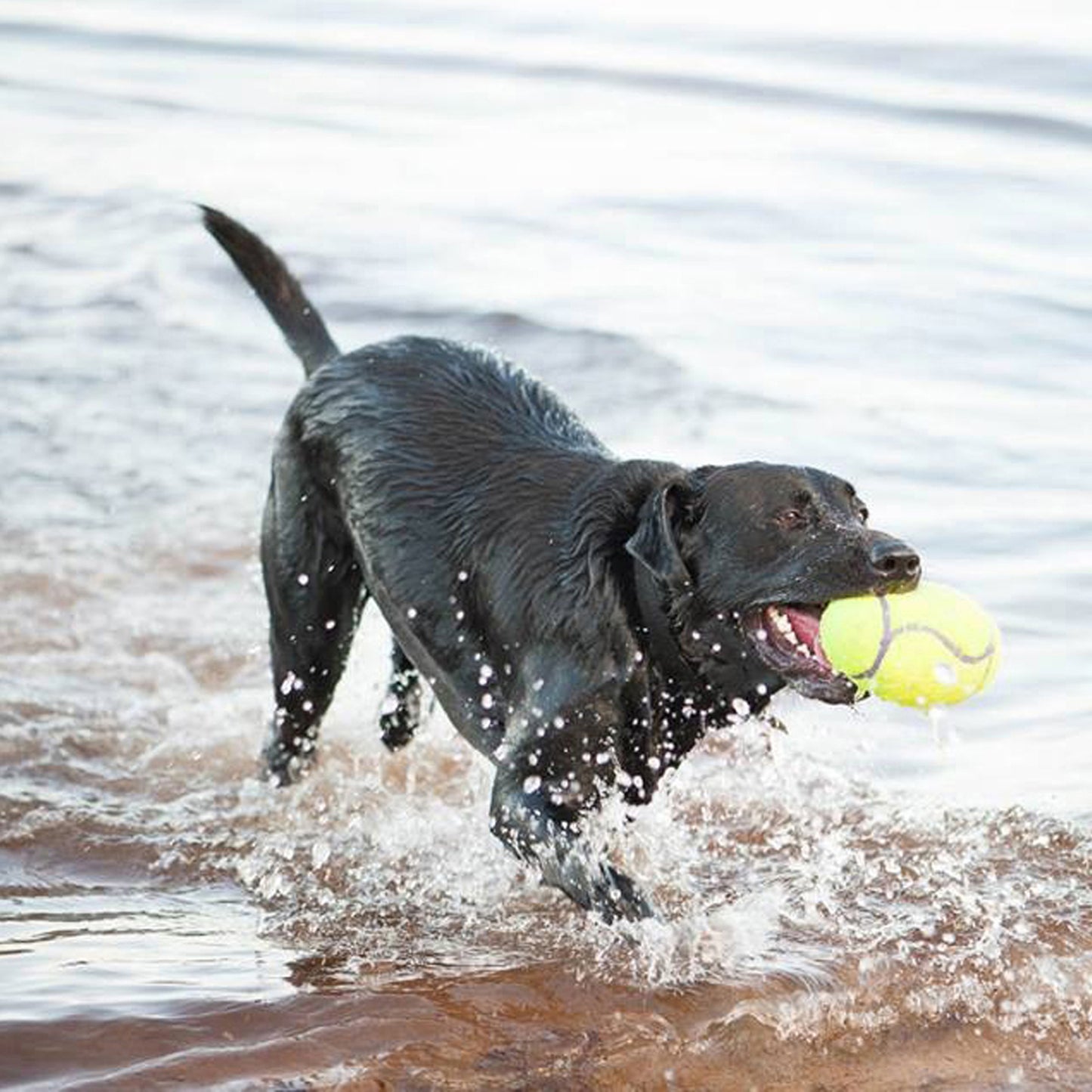 Kong AirDog Bola de Rugby