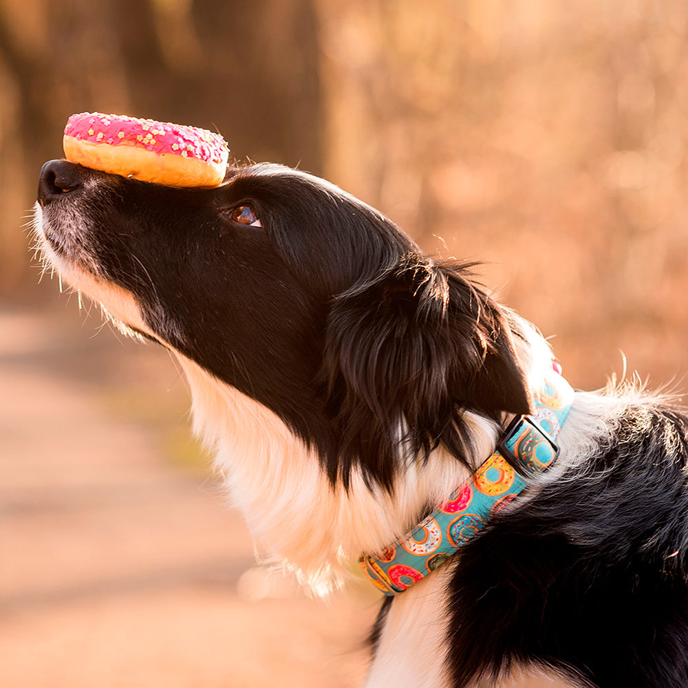 Coleira com ID Tag Max&Molly - Donuts