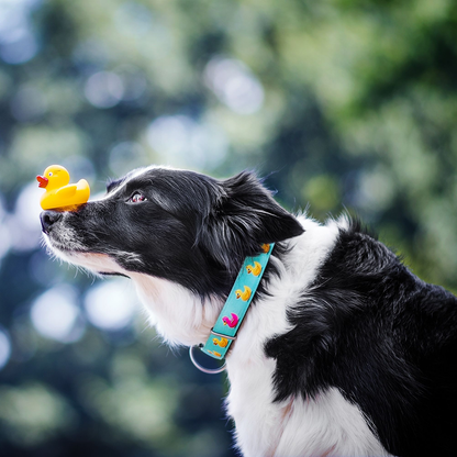 Coleira com ID Tag Max&Molly - Ducklings