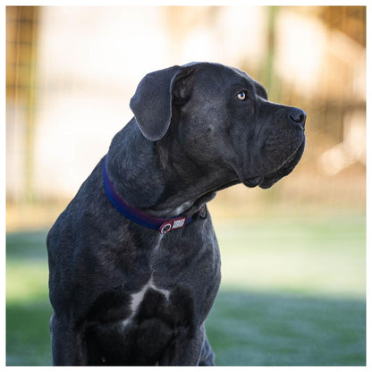 Coleira com ID Tag Max&Molly - Barcelona