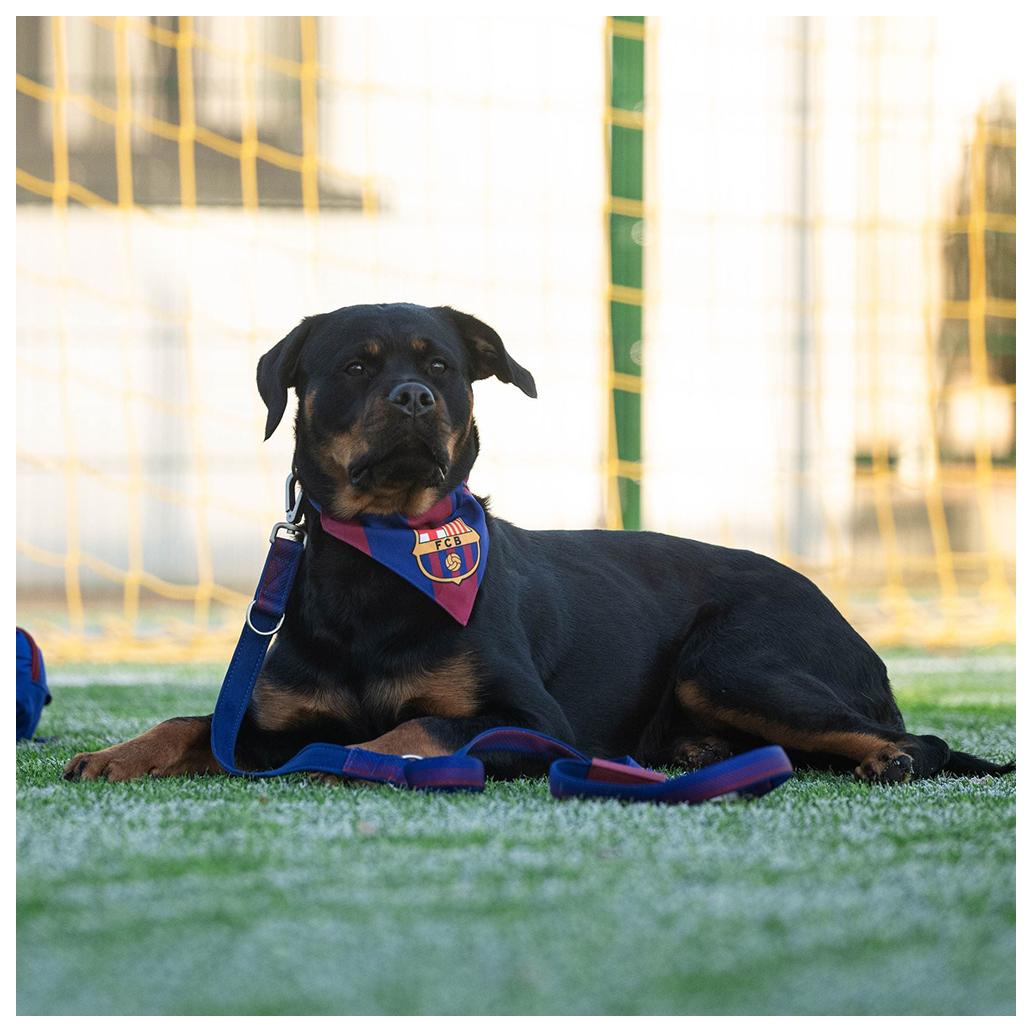 Bandana Max&Molly - Barcelona