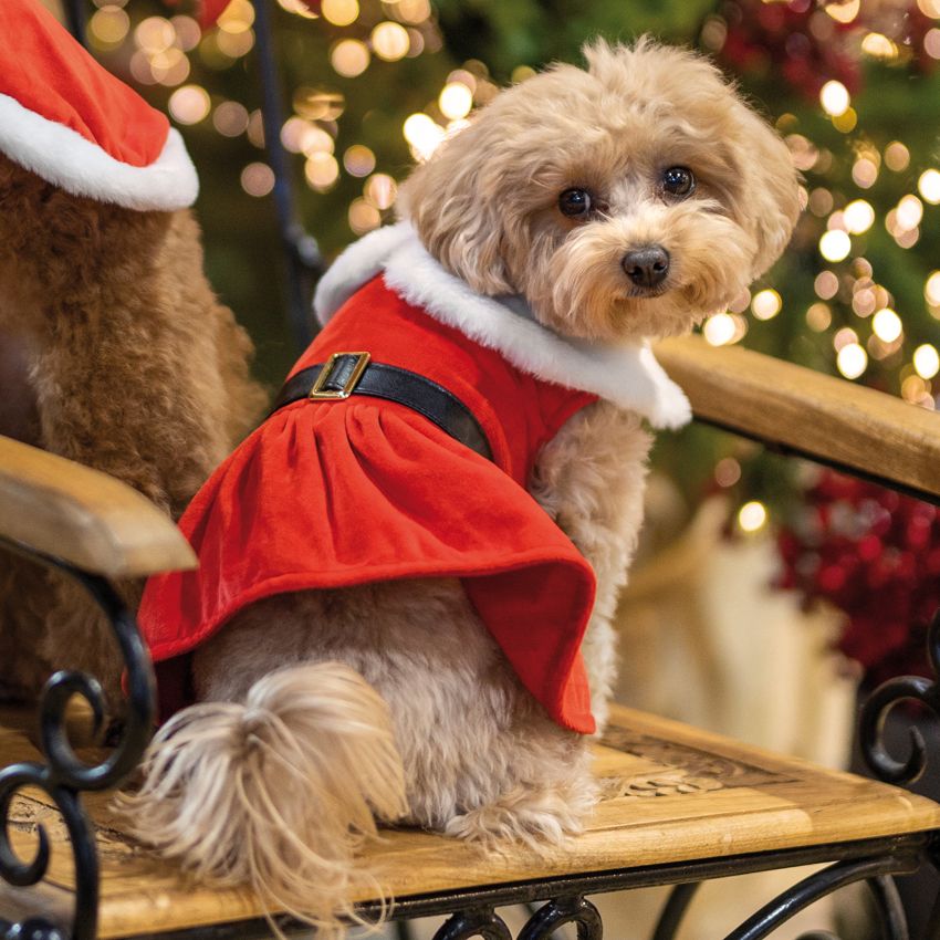 Vestido de Natal - Croci