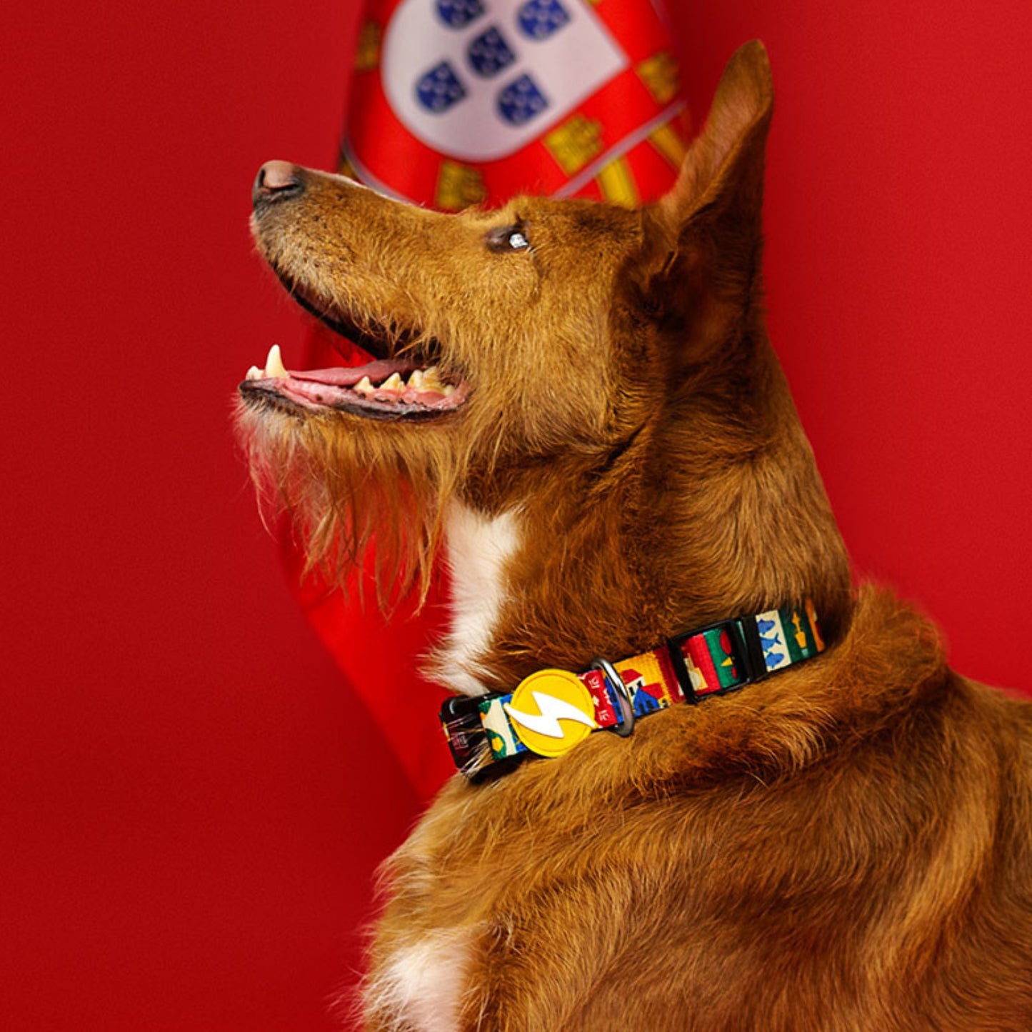 Dashi Coleira para cães "Portucale" - Edição Especial
