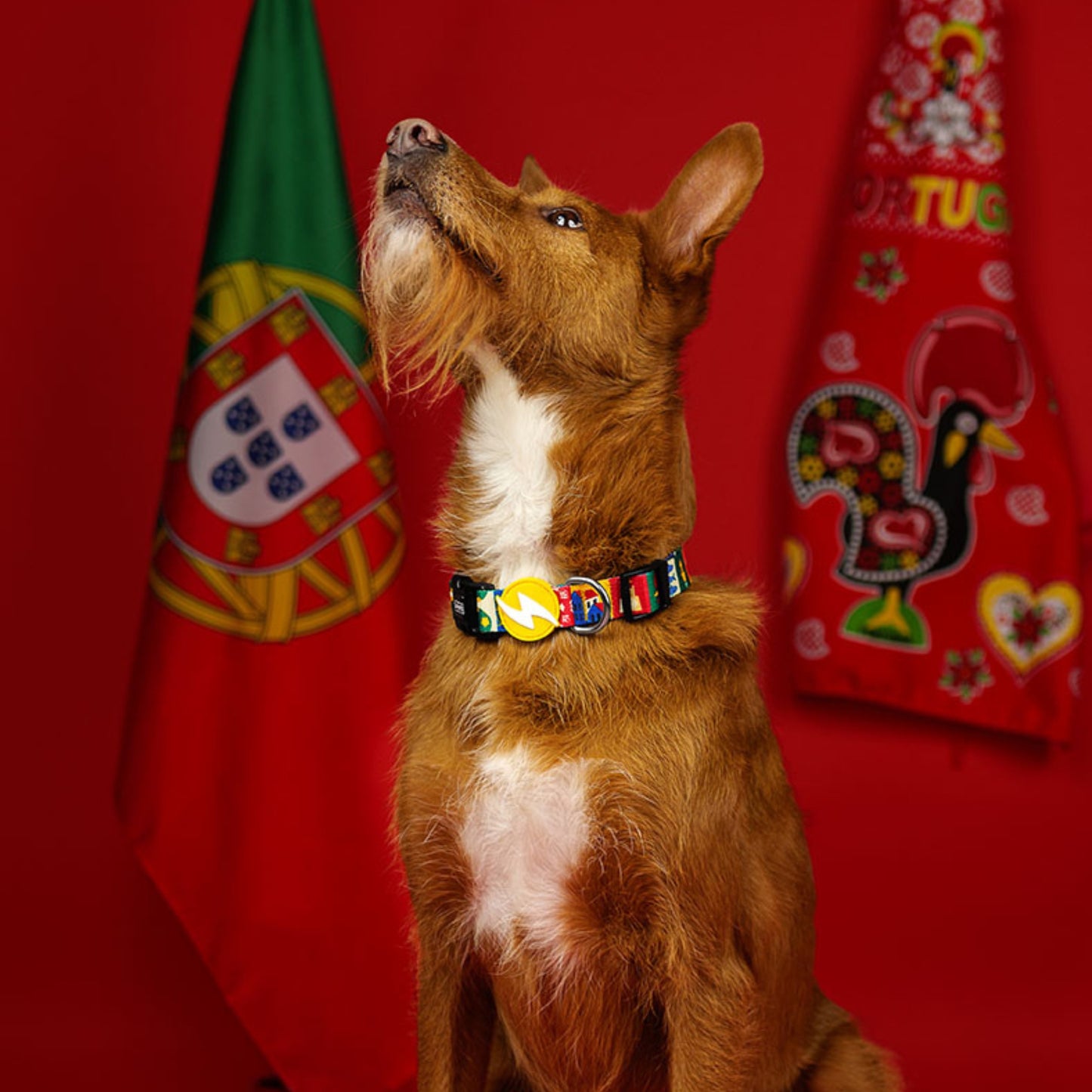 Dashi Coleira para cães "Portucale" - Edição Especial