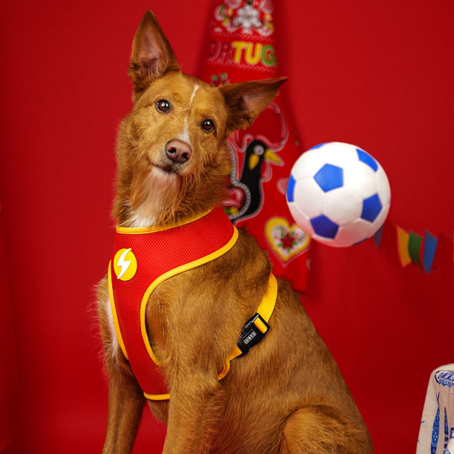 Dashi Arnês Reversível Neo Mesh para cães "Portucale" - Edição Especial