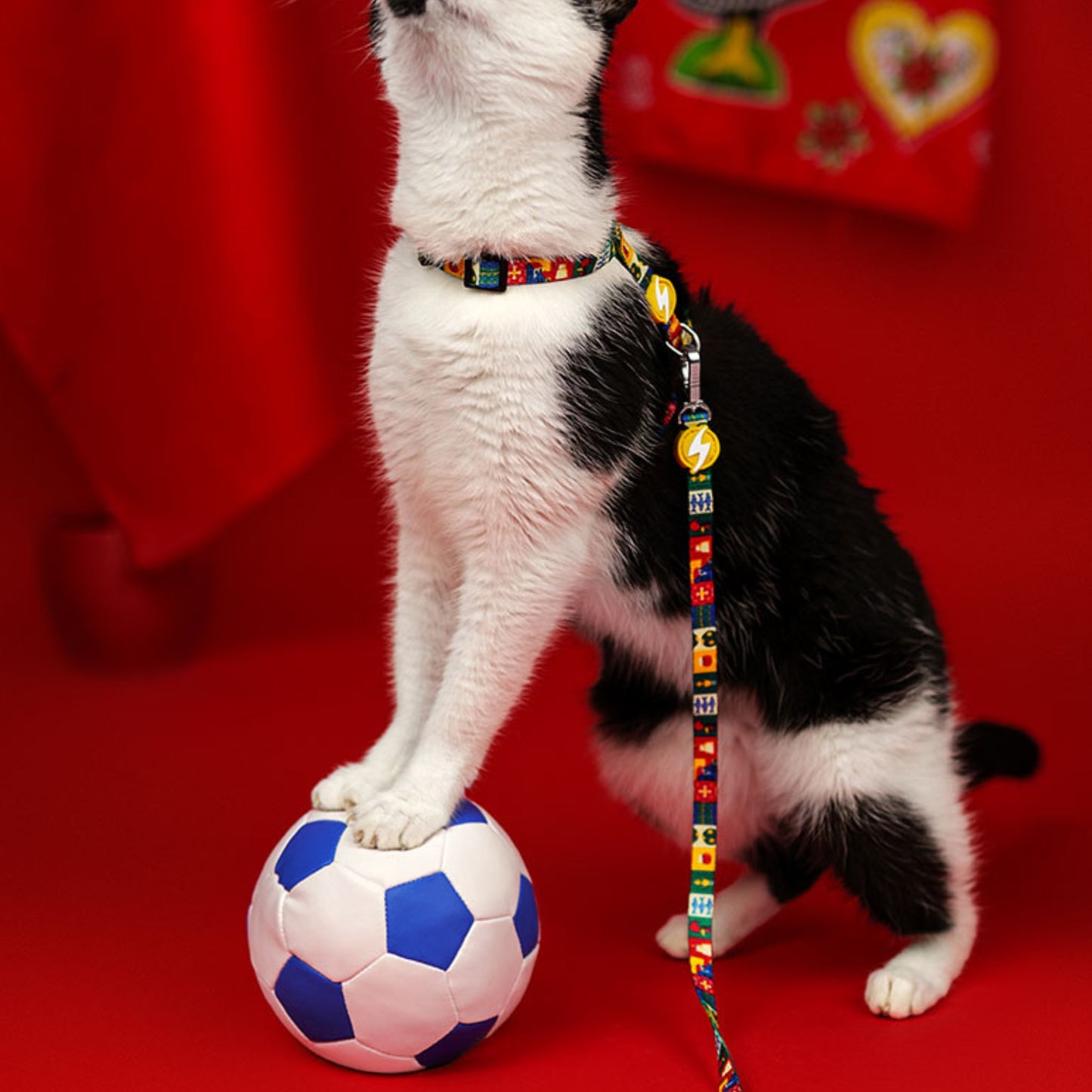 Dashi Arnês + Trela para gatos "Portucale" - Edição Especial