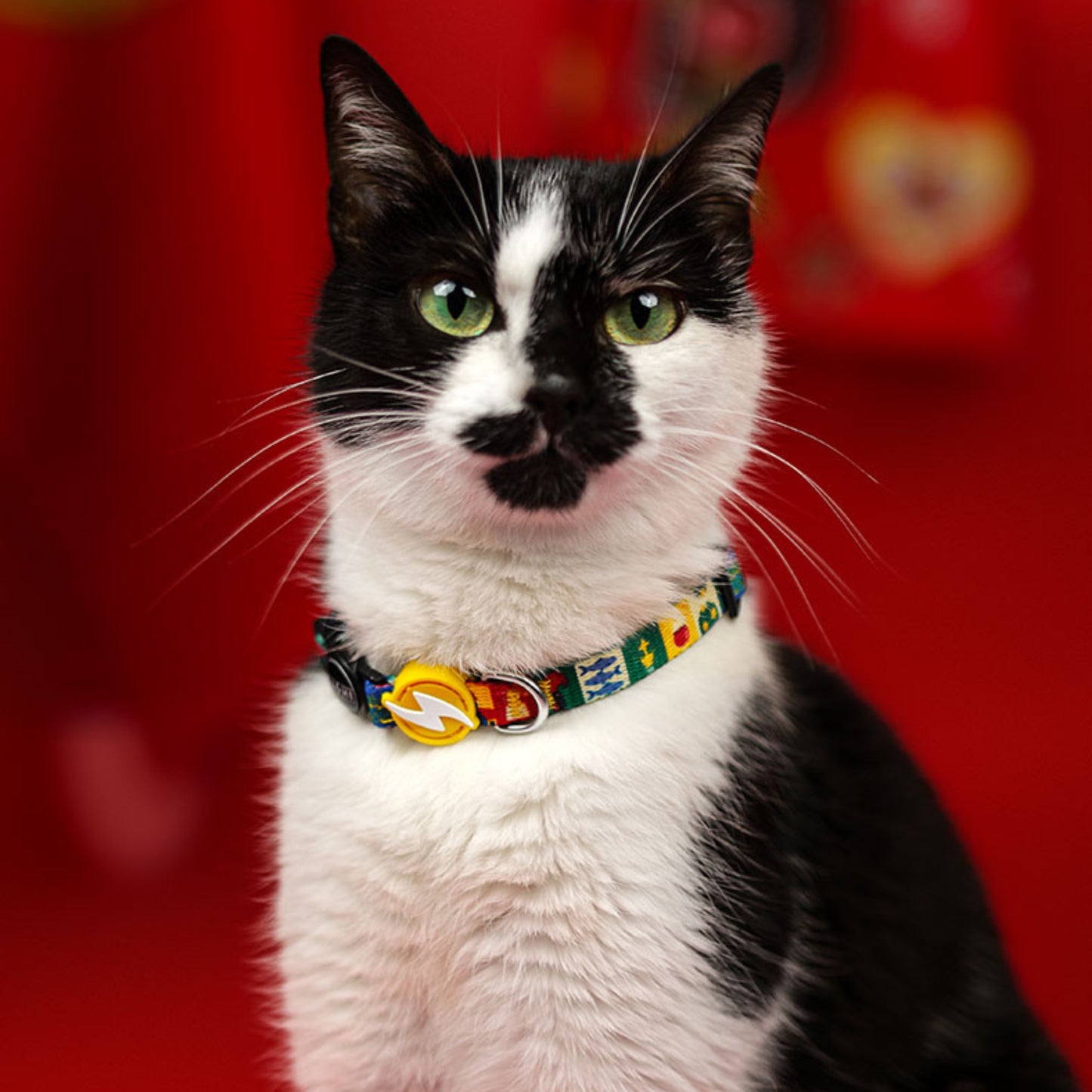 Dashi Coleira para gato "Portucale" - Edição Especial