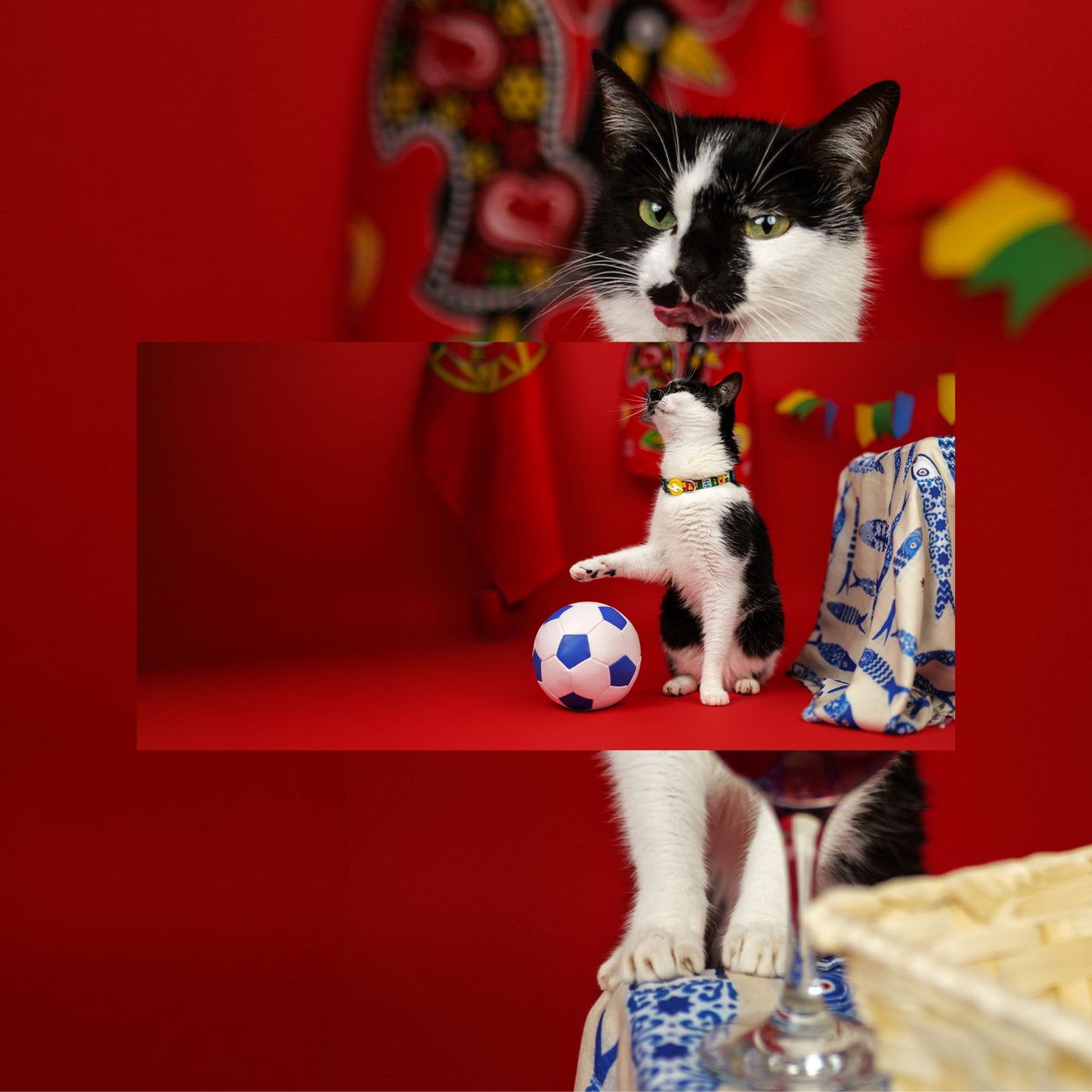Dashi Coleira para gato "Portucale" - Edição Especial