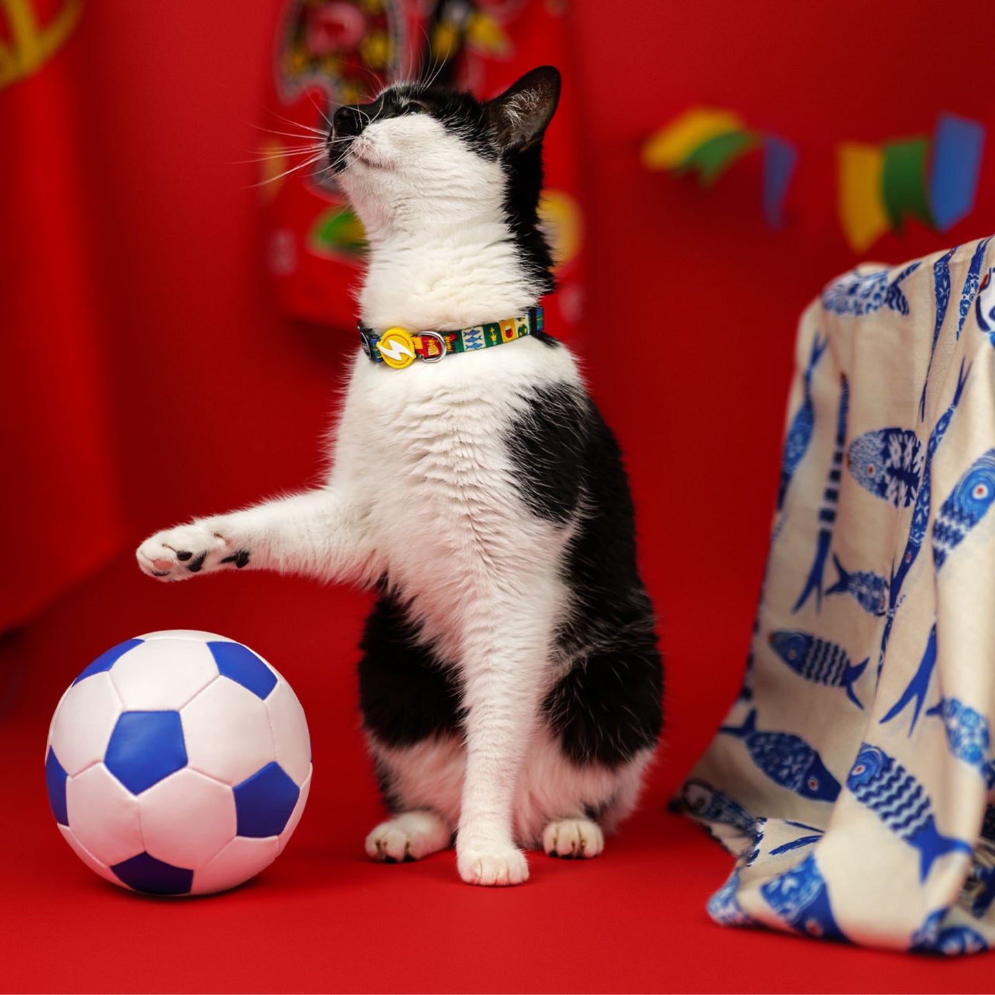 Dashi Coleira para gato "Portucale" - Edição Especial