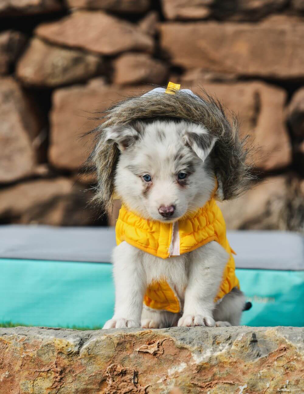 Casaco com capuz "Eco Pooch" - FreeDog