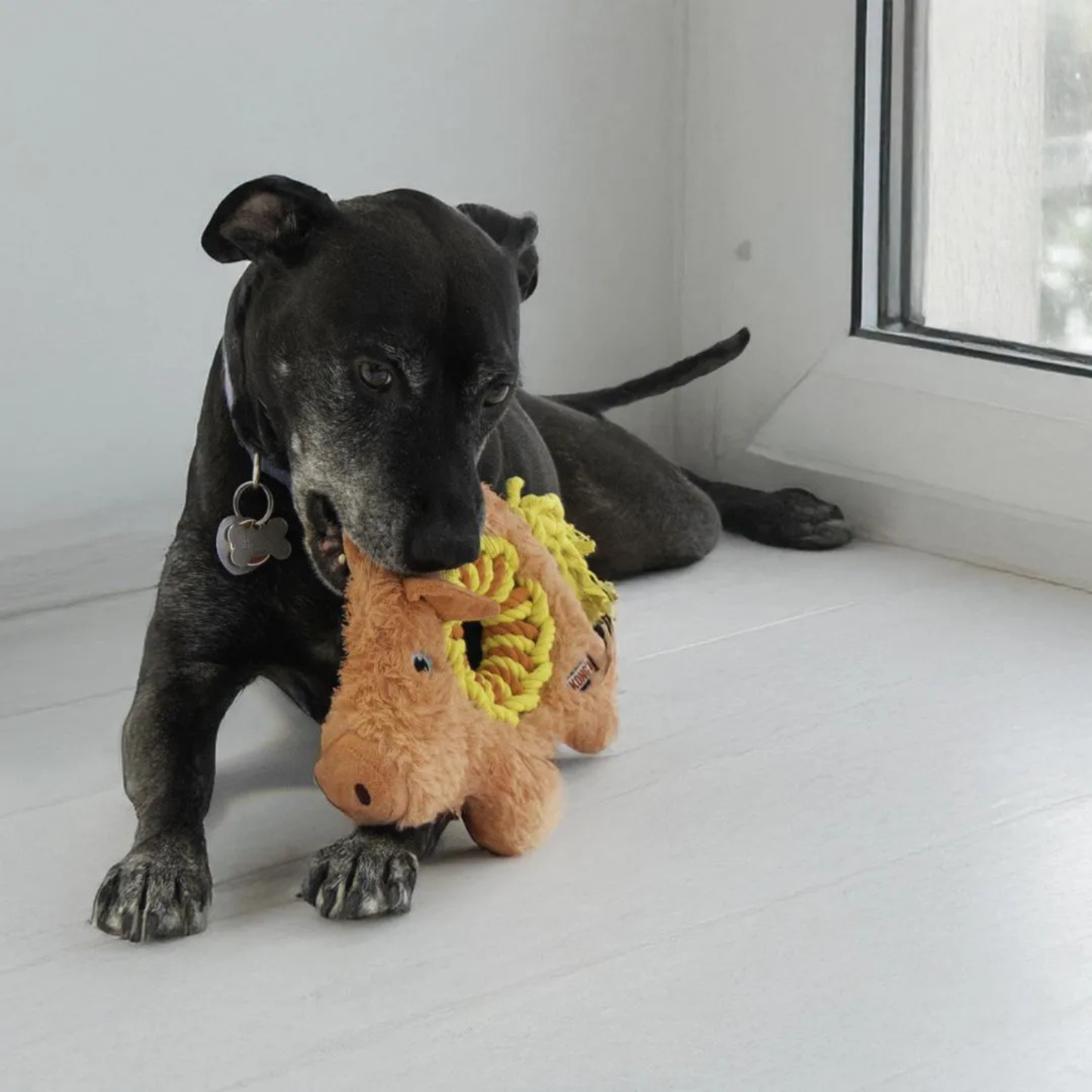 Kong Ringaroos Pig M - porco super resistente com corda e apito