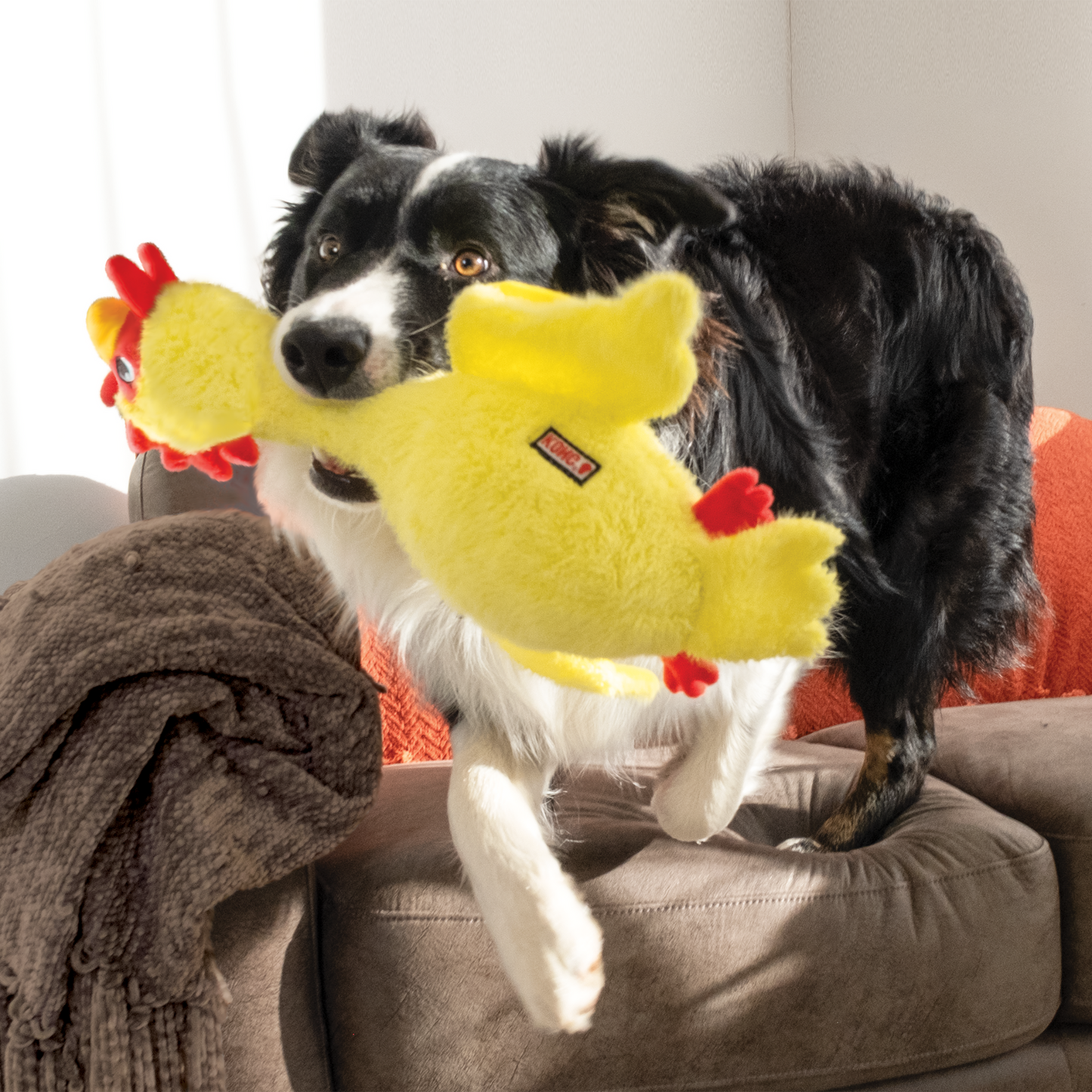 Kong Scruffs - Galinha