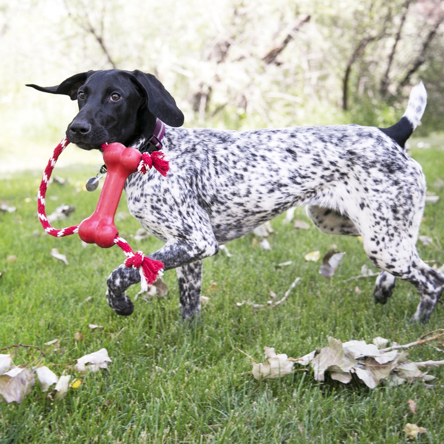 Kong Goodie Bone com corda