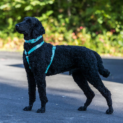 Coleira Premium - Trixie